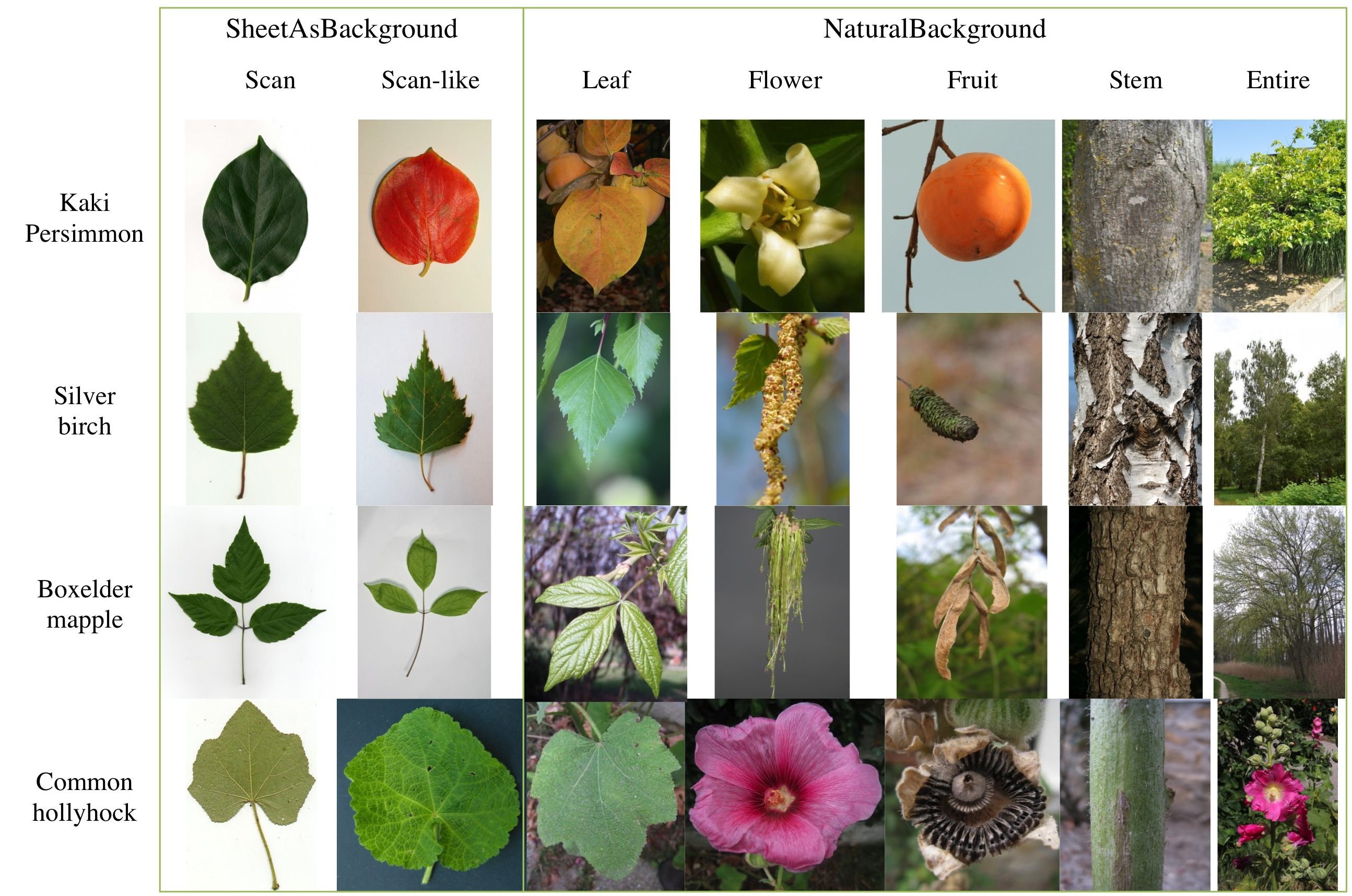 plant-names-list-of-common-types-of-plants-and-trees-7esl