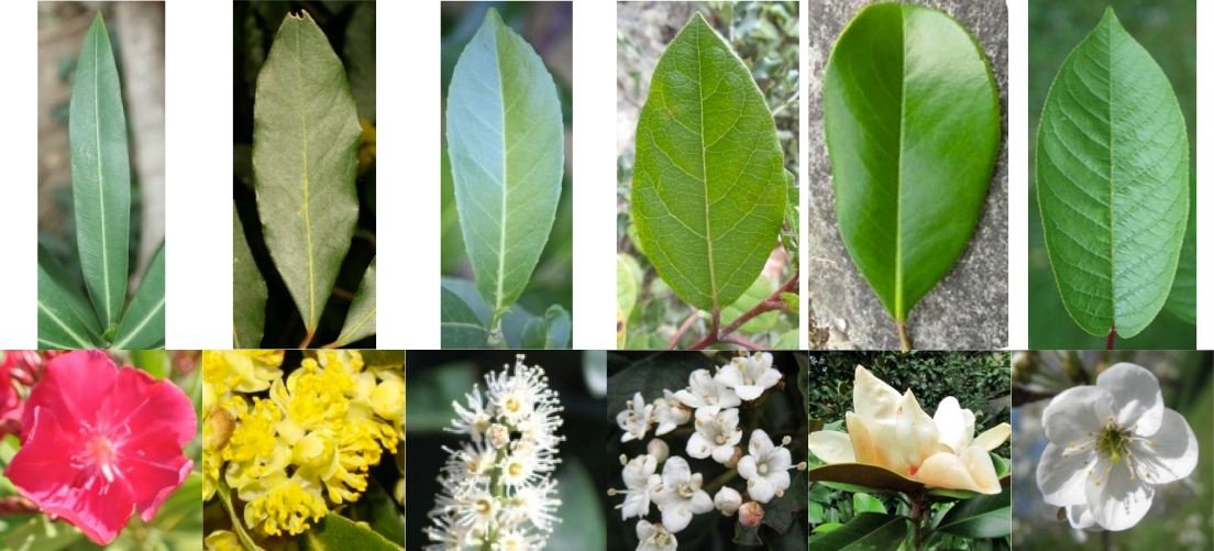types of tree leaves and their names